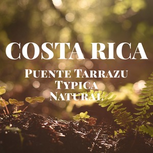 コスタリカ  プエンテタラス  ティピカ  ナチュラル   /　COSTA RICA  Puente Tarrazu Typica Natural　【150g】【中煎り】