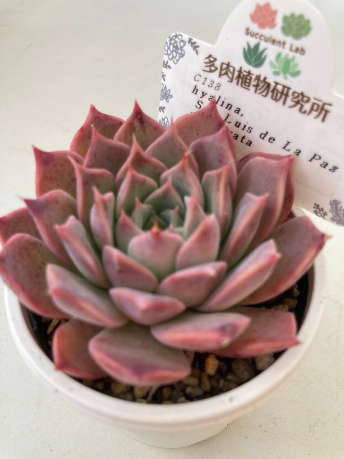 現物商品】ラパス x コロラータ | 多肉植物研究所