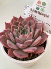 【現物商品】ラパス x コロラータ