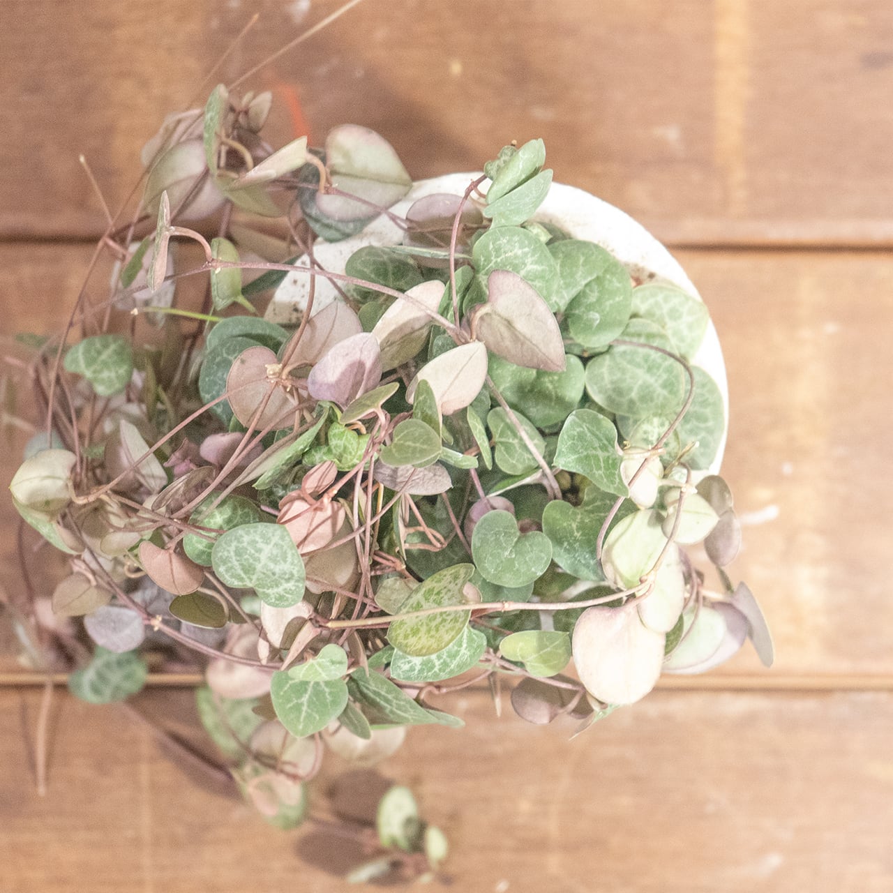 ハートカズラ｜シルバーグリーンの葉模様が映える可憐なつる植物【手作りモルタル鉢／虫発生抑制】