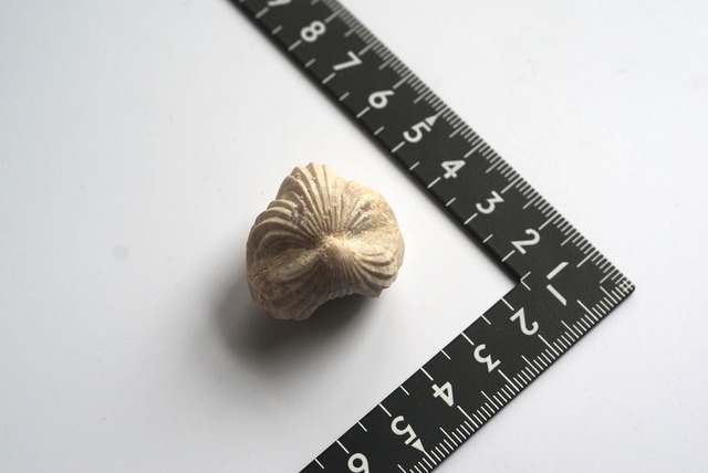 Burmirhynchia Decorata　化石 ⑧