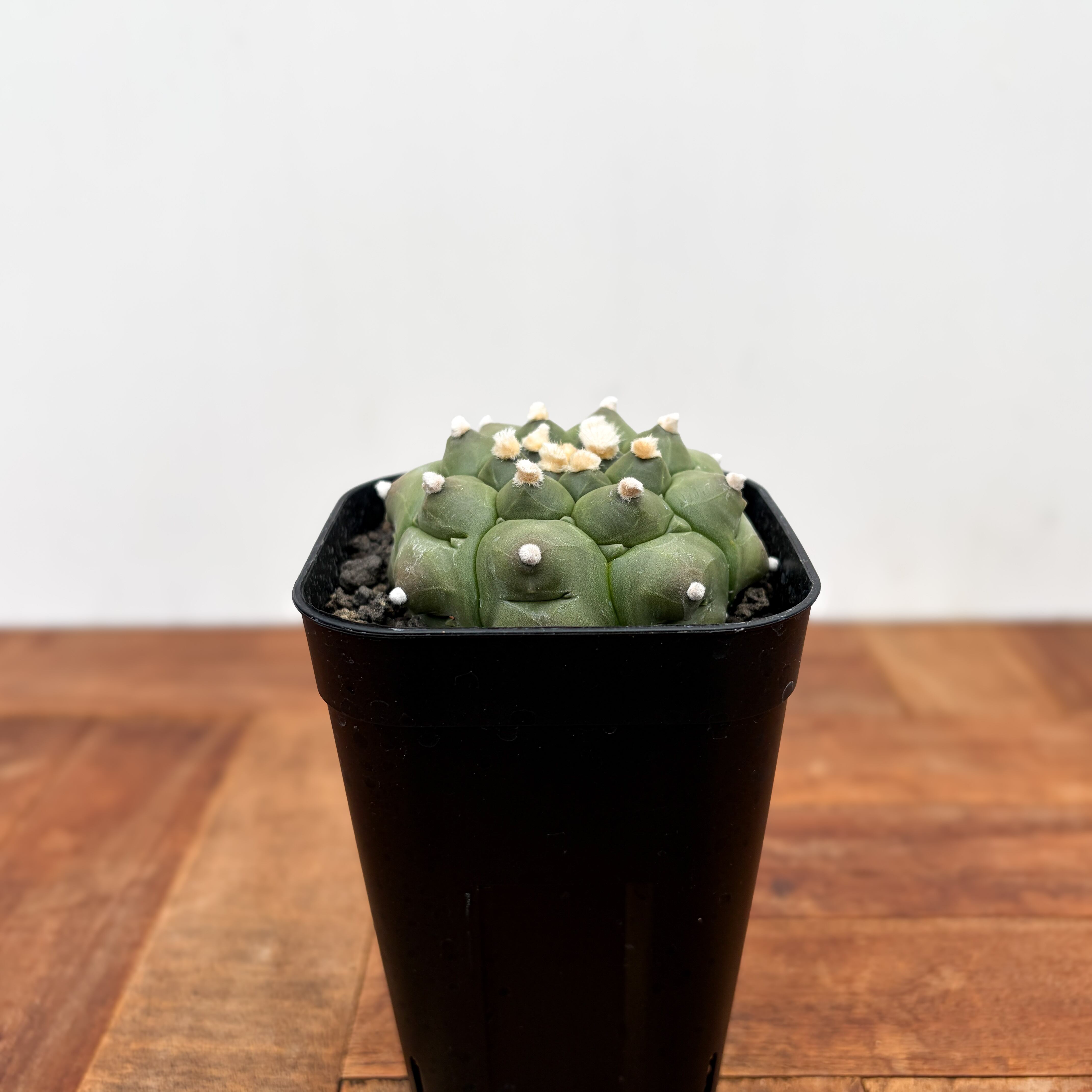 Astrophytum asterias f.nudum【アストロフィツム・亀甲瑠璃兜