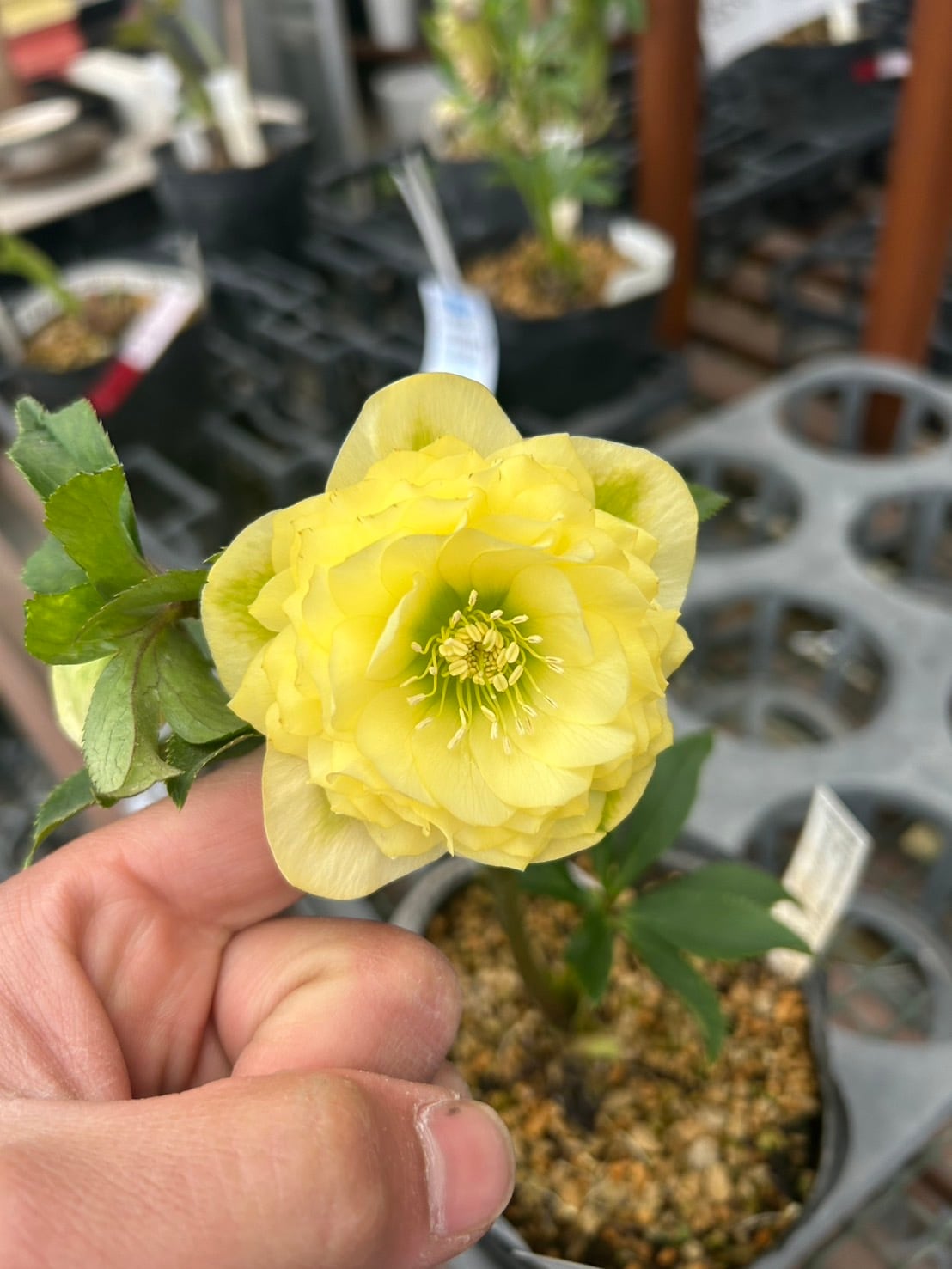 26-120 プリマヴェーラ交配 | クリハラガーデン