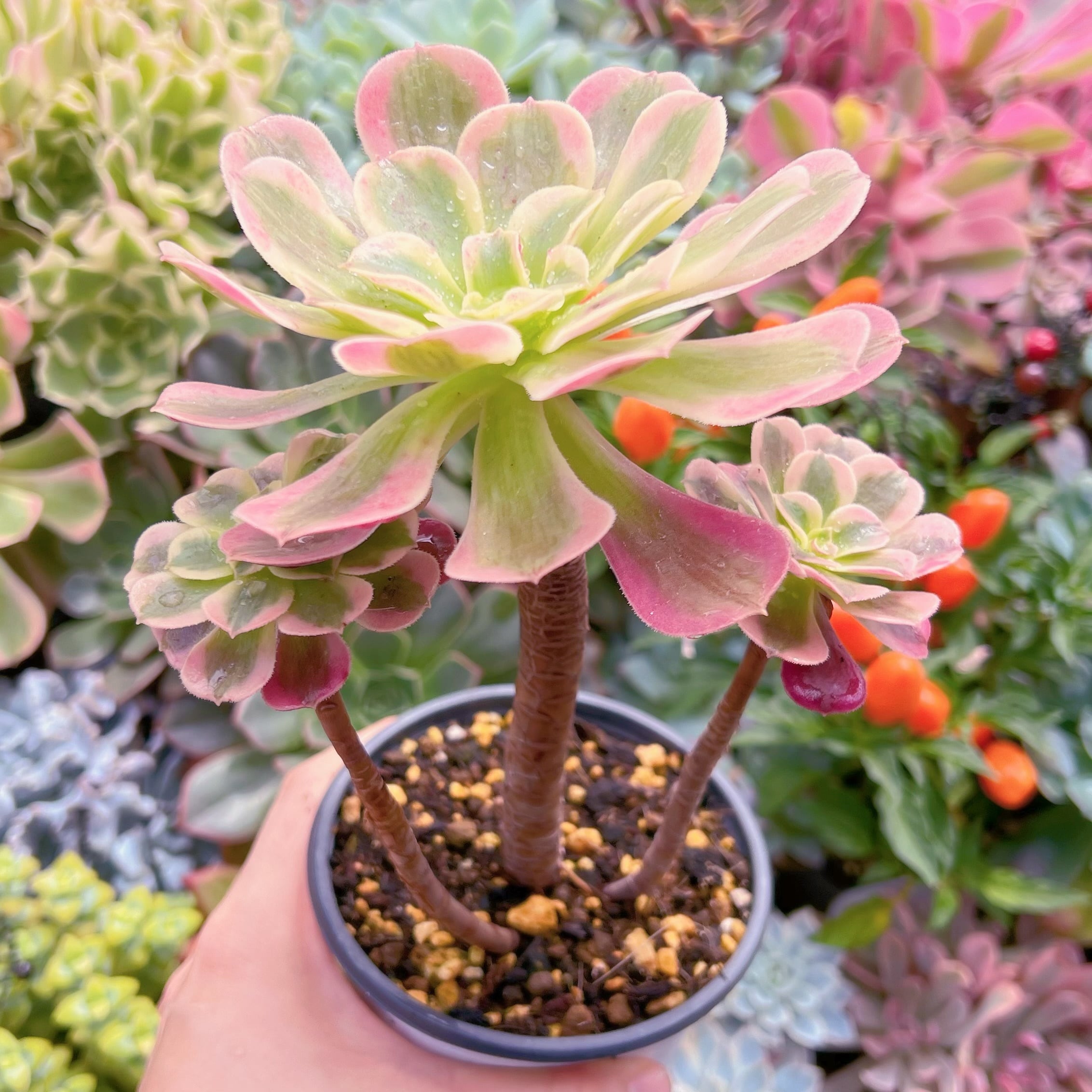 現物　アフラダイティ#719   古株群生  るる農園