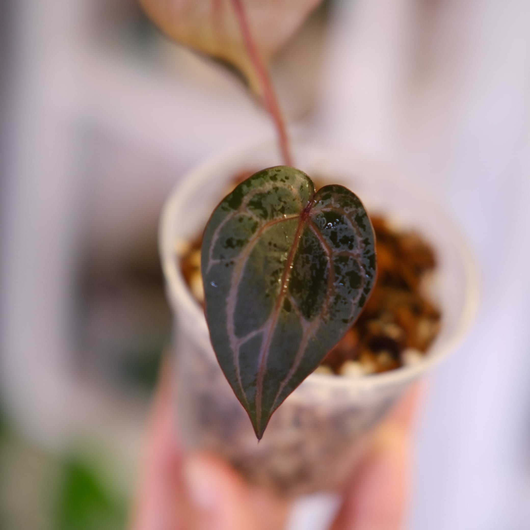 A. SKG Pink Lemonade × A. Zara Michelle Anthurium. SKG Pink Lemonade × A.Zara Michelle⑨│アンスリウム