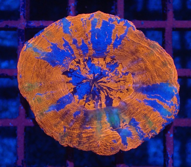 Scolymia Superman 1