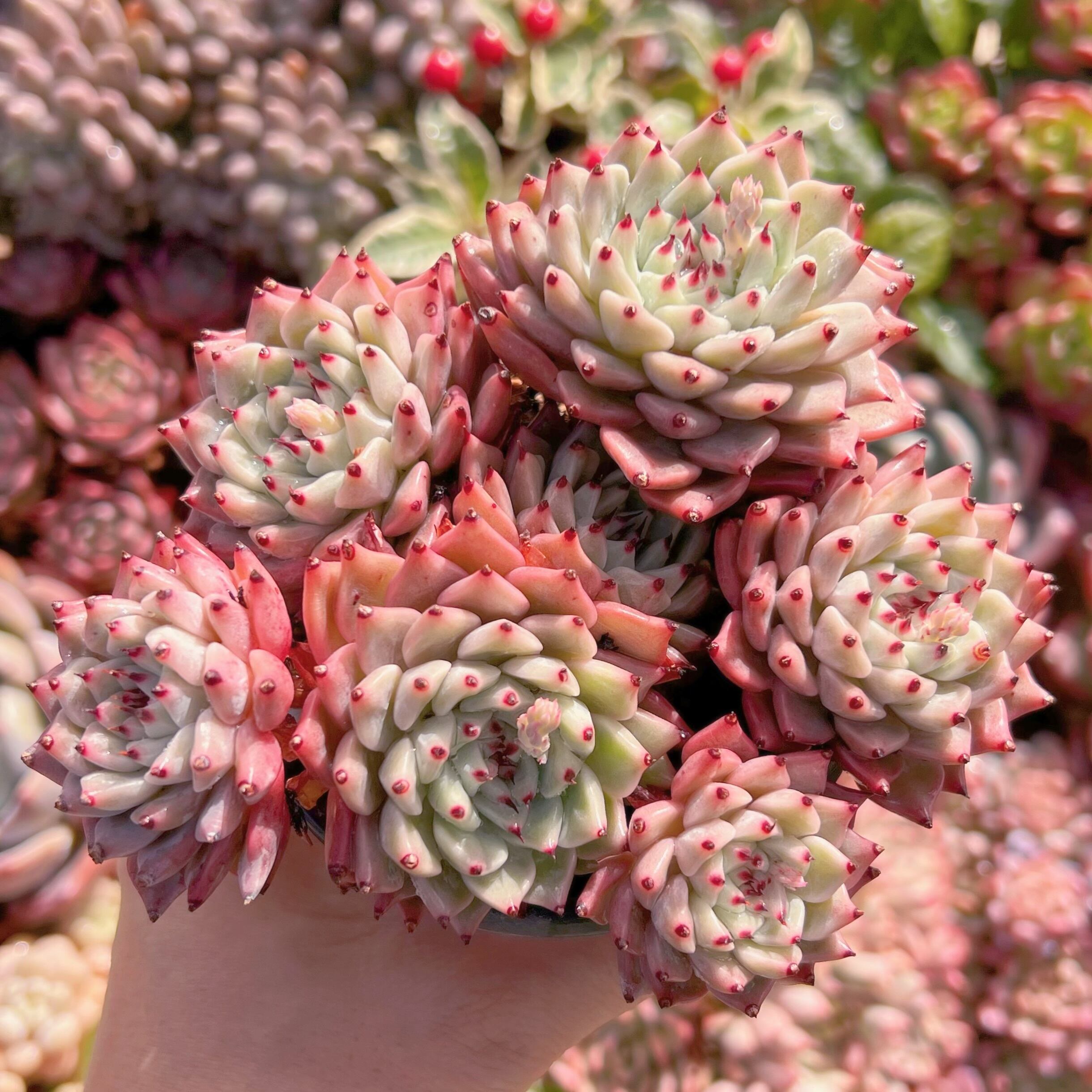 現品　ザラゴーサ#524   群生　るる農園