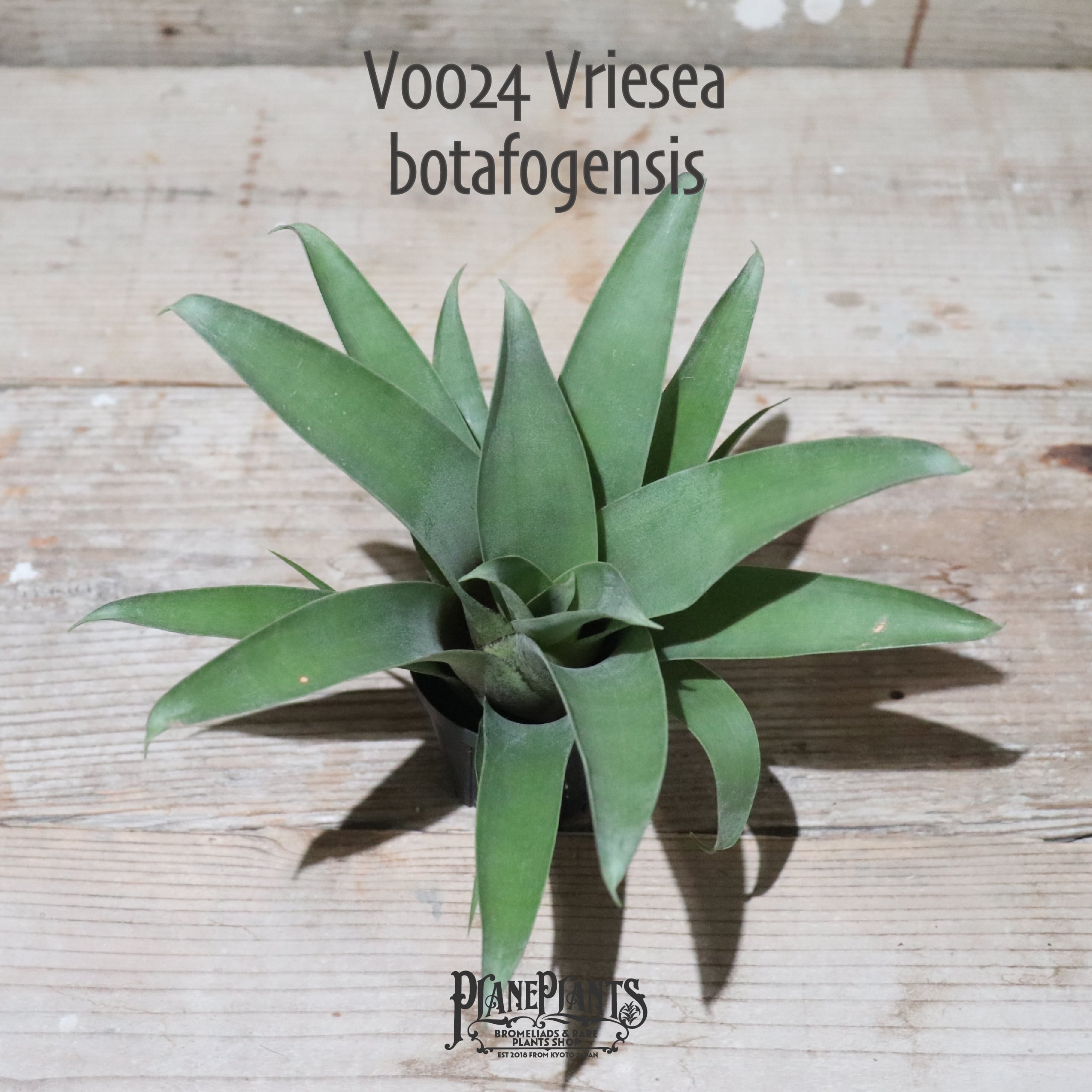 送料無料】botafogensis〔フリーセア〕現品発送V0024 | plane plants