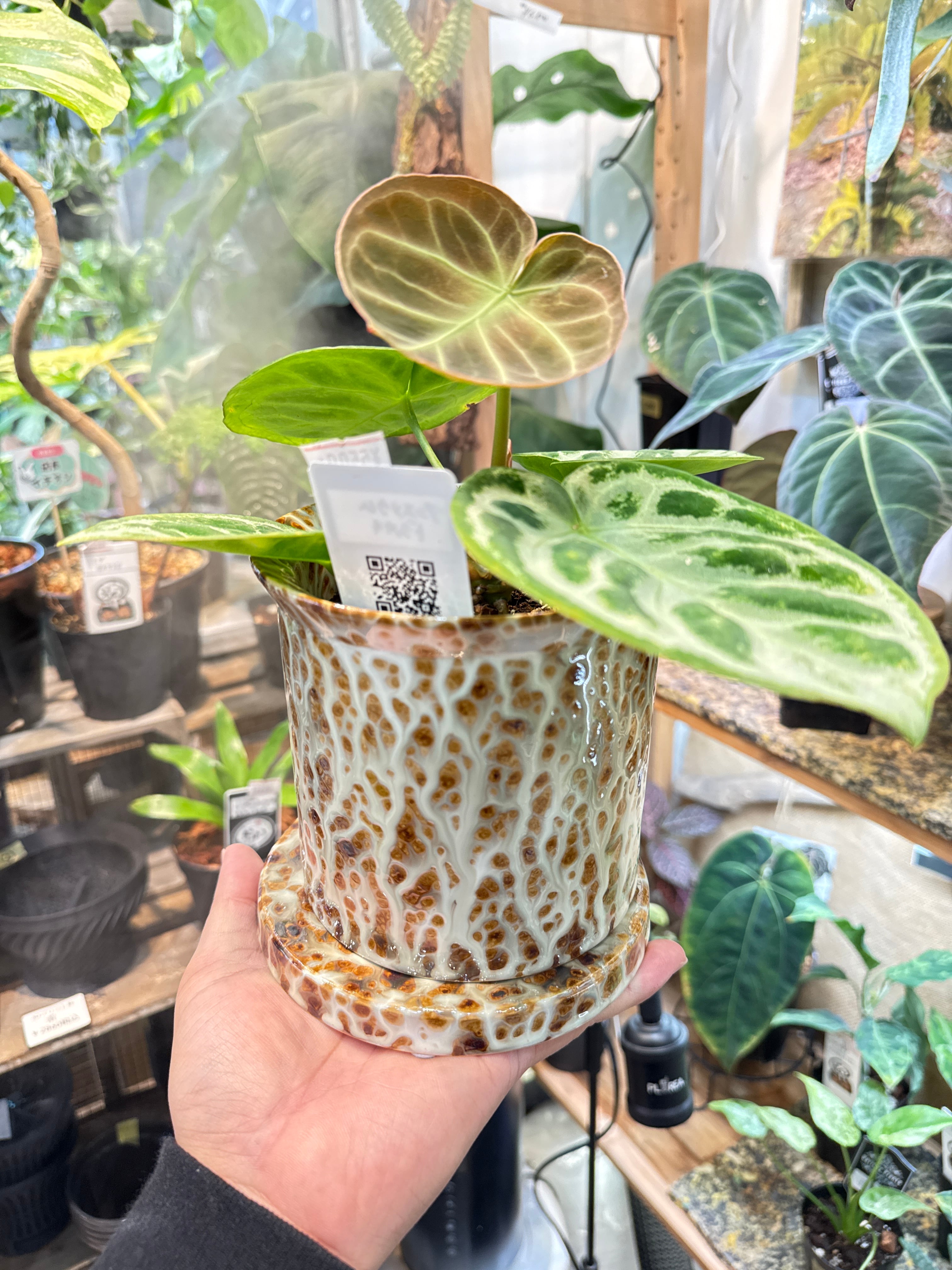 デザイン鉢 キリン柄 ガラスコーティング加工 | Gardenえん 【観葉熱帯