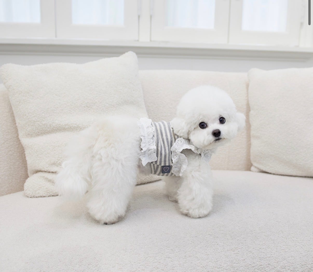 【Cocm Chien 】ペペクロップ