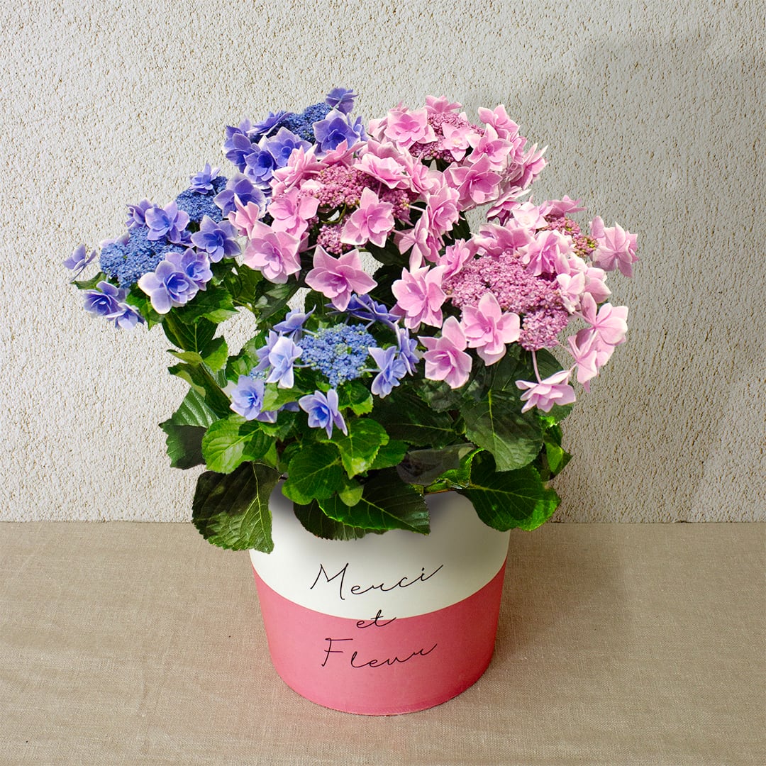 早割10%OFF【2026 Mother's Day HP₋2アジサイ鉢植え(金平糖スマイル2色/5寸)】母の日|鉢植え|母の日ギフト|母の日 アジサイ|