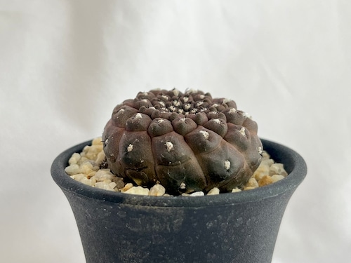 Copiapoa hypogaea　コピアポア　ヒポガエア　サボテン