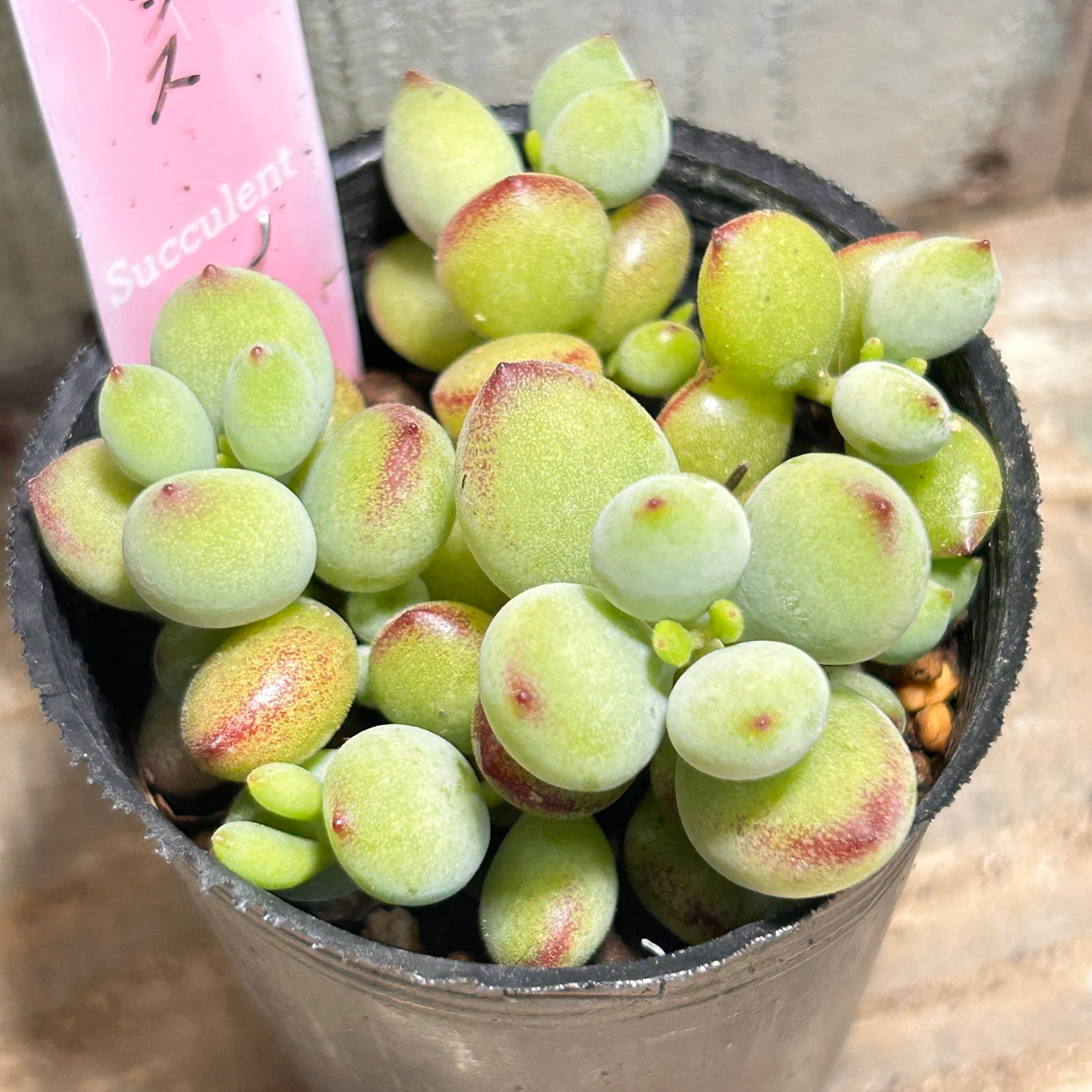 白鳳錦(アエオニウム) | RuPo 多肉植物専門店