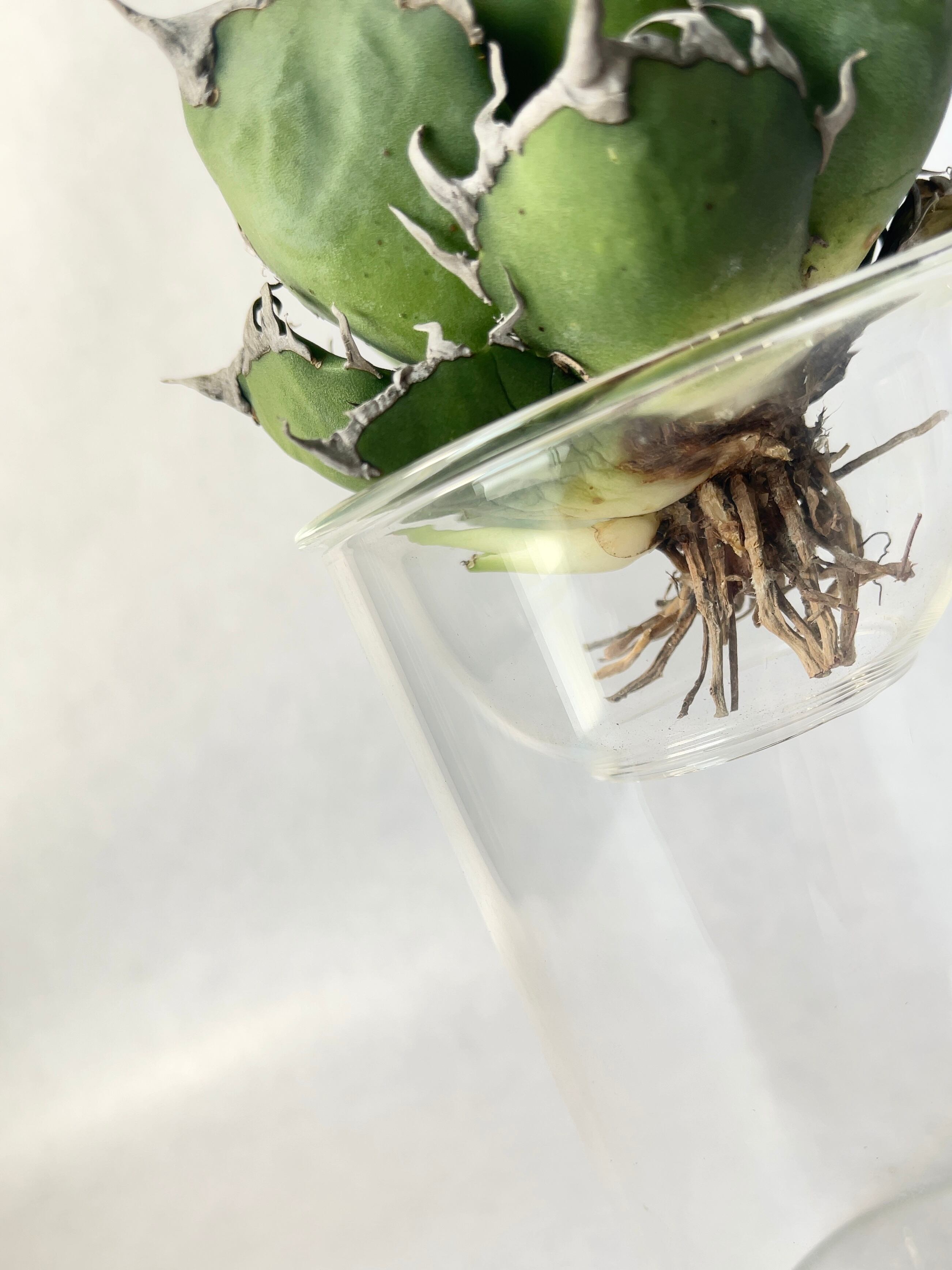 ◆アガベ！シーザー！NO.2◆ ◇アガベ！シーザー！NO.2◇ アガベ チタノタ シーザー 2株入り