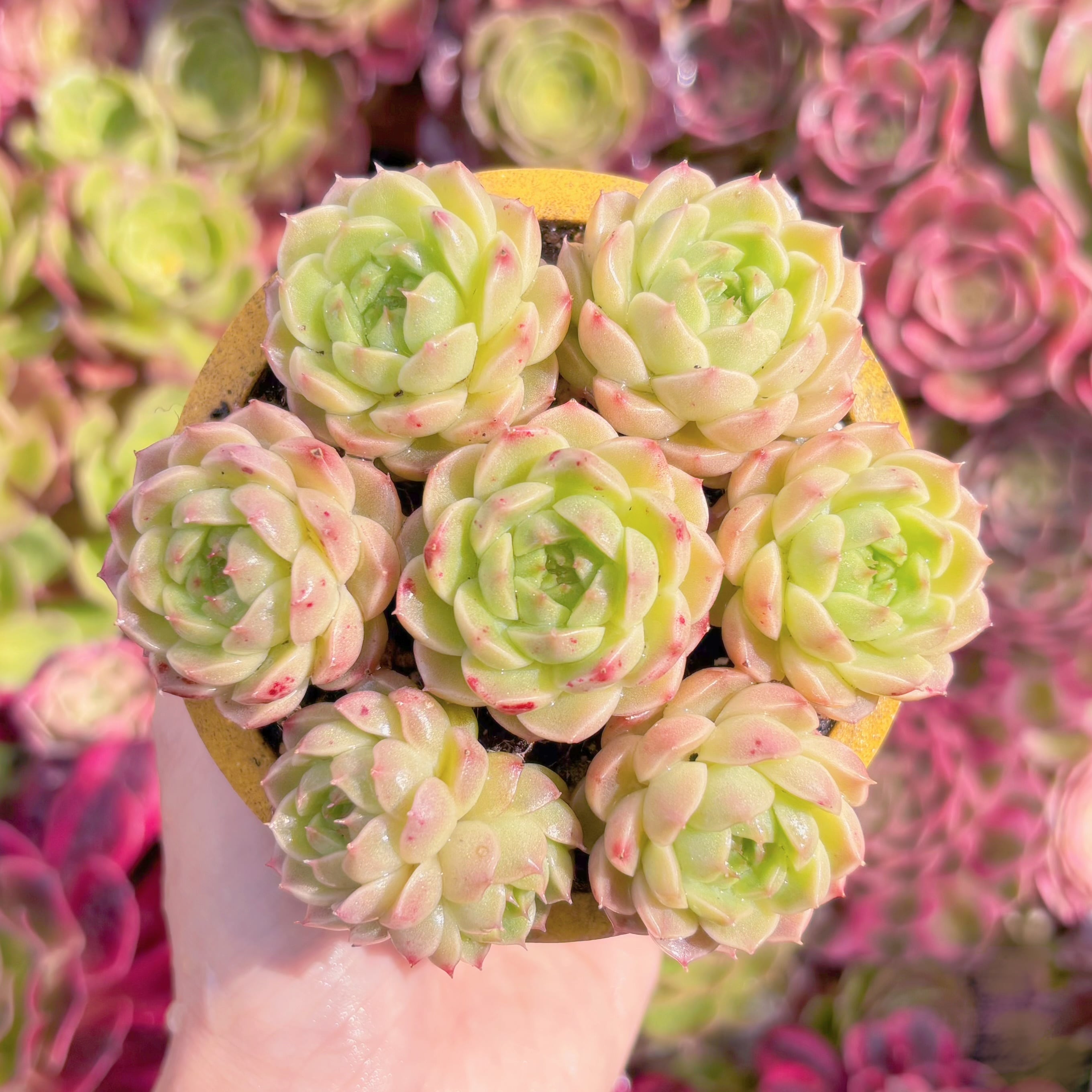 多肉植物　叢夏(そうか)7苗　新入荷　るる農園