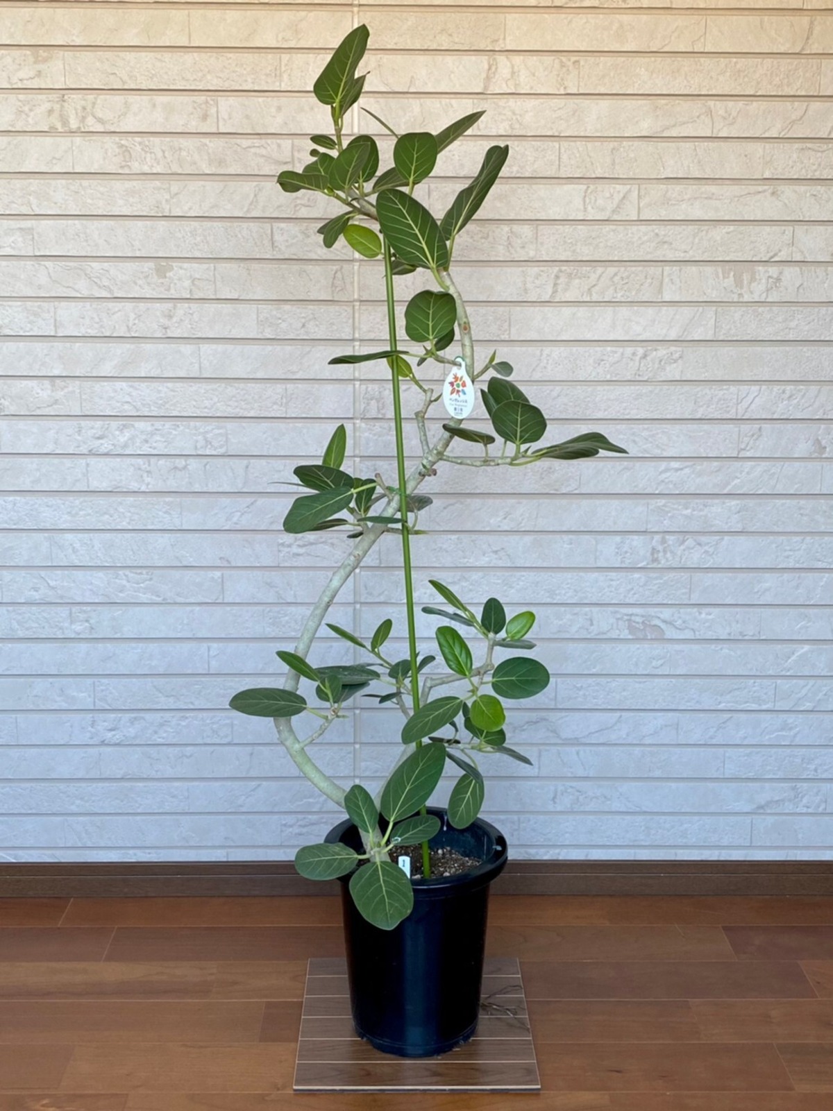 観葉植物 ベンガレンシス 曲り 8号 ① | ハウスプランツショップ 観葉 