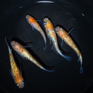 王華 若魚 （6匹）S〜Mサイズ【2026年生まれ】　