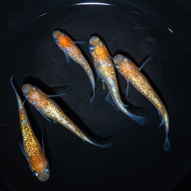 王華 若魚 （6匹）S〜Mサイズ【2026年生まれ】　