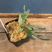 ビカクシダ ジェイドガール P. willinckii 'Jade Girl' spore【1016】