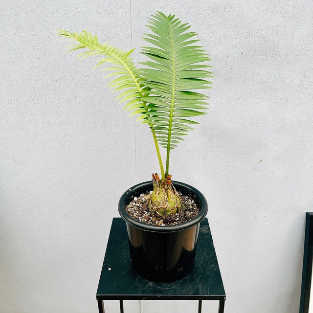 現品］ビッグサイズ！！ アカシア フロリバンダ 8号 観葉植物 レア 