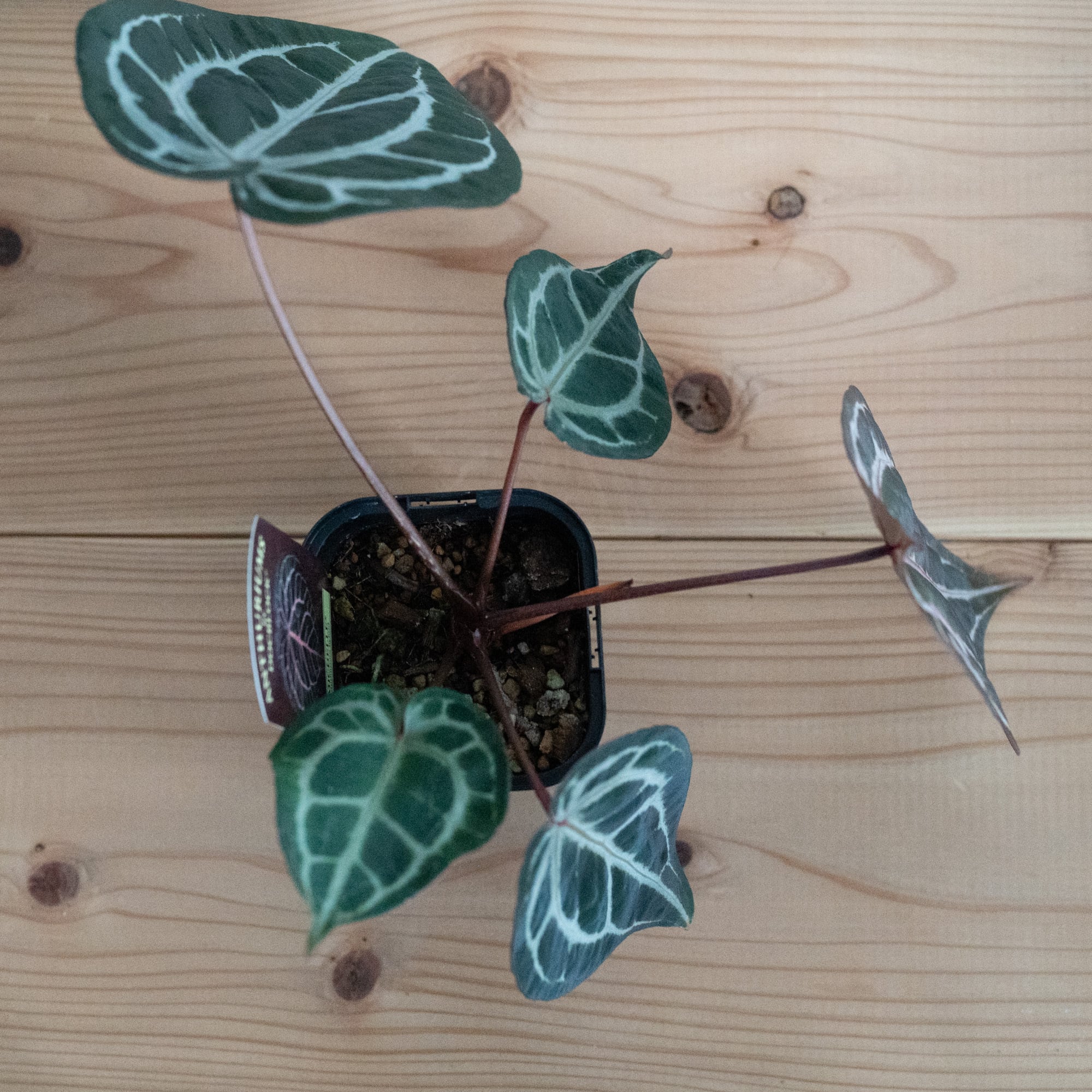 アンスリウム・ミシェル（Anthurium 'Michelle'）_250803 | MERAKI