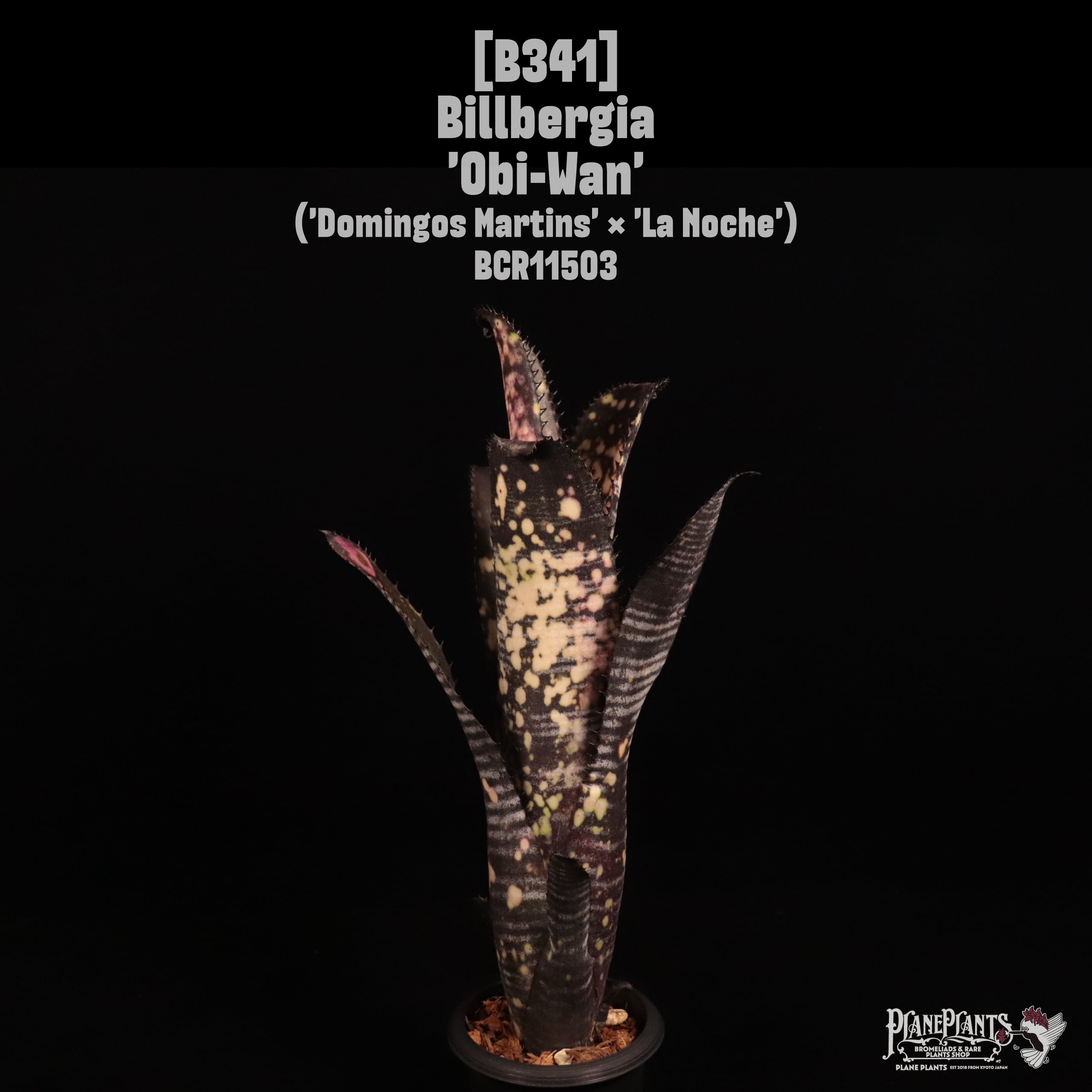 送料無料】 Billbergia 'Obi-Wan' 〔ビルベルギア〕現品発送B0022