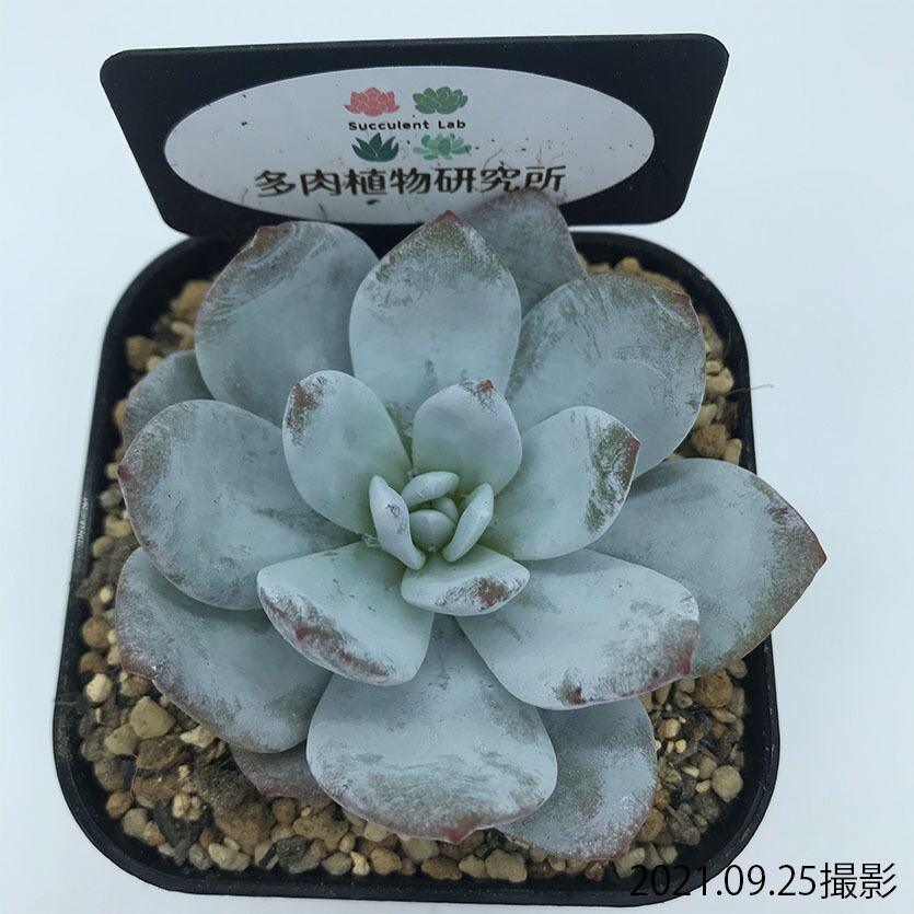 ラウイ Echeveria Laui 多肉植物研究所