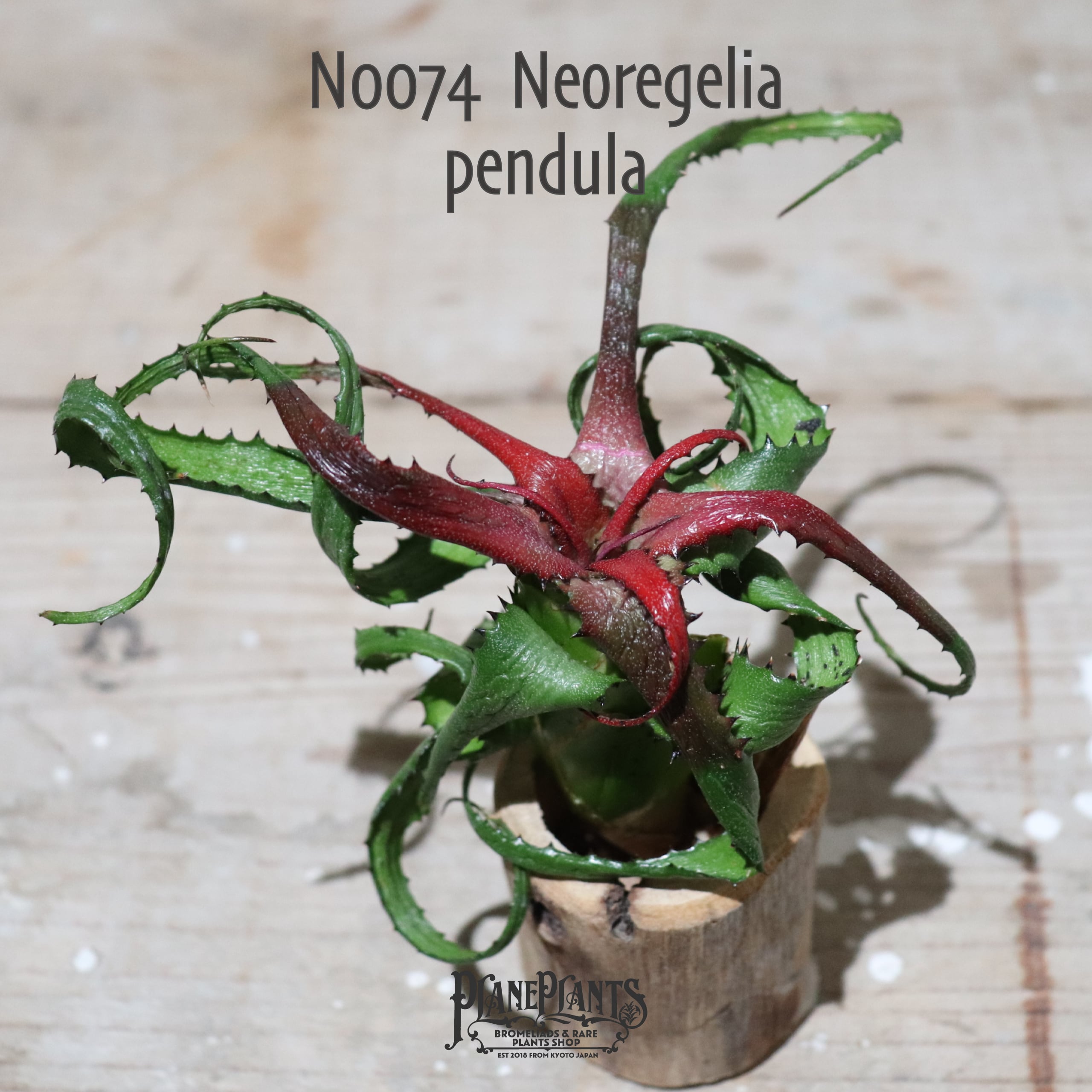 【送料無料】pendula〔ネオレゲリア〕現品発送N0074