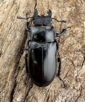 【WD】《チェンミヤマ メトク産 35mm ♀単》