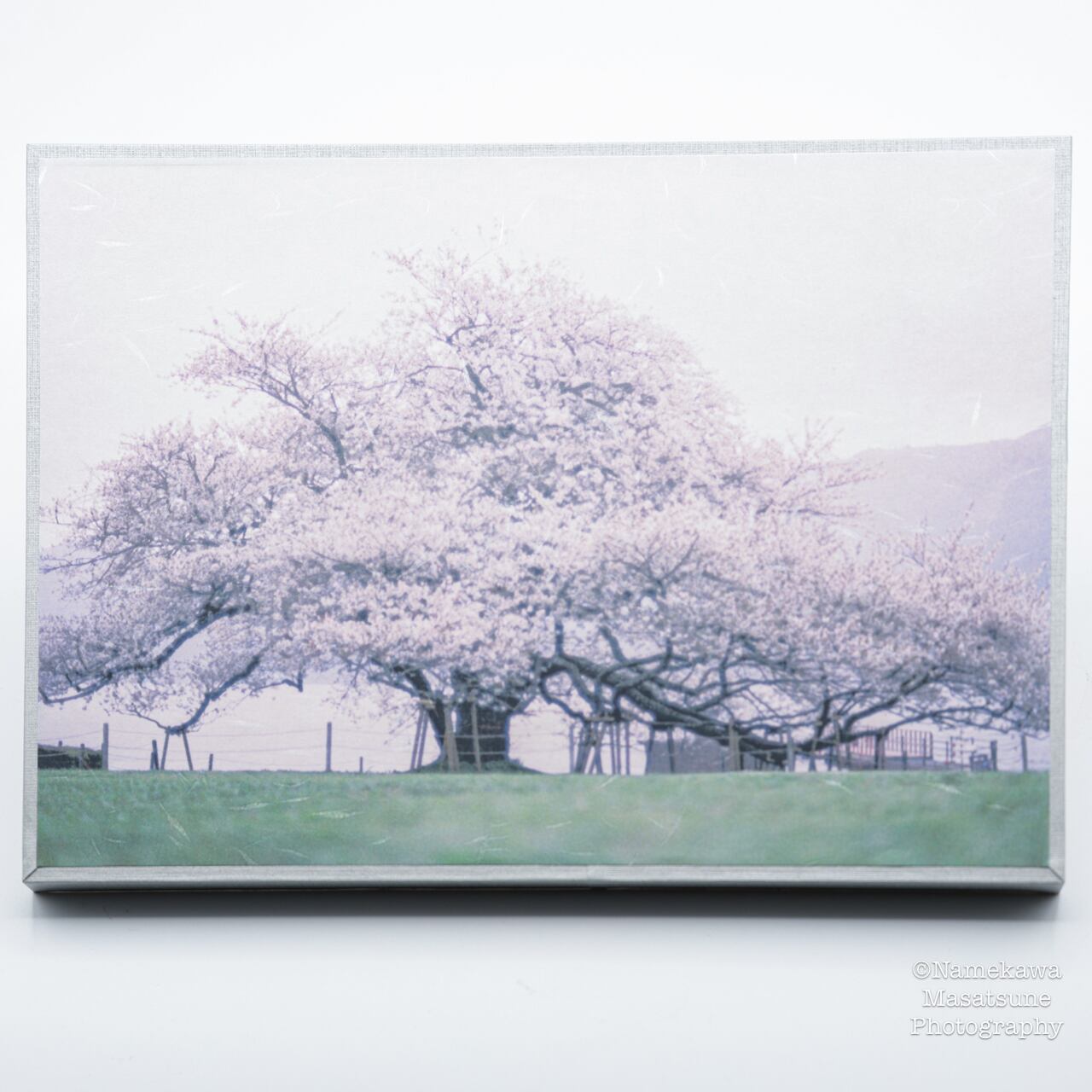 桜雨さま専用ページ 雨の日のお花見・桜の楽しみ方 - 弘前さくらまつり-Hirosaki Cherry