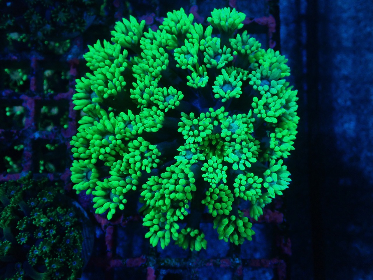 Goniopora ToxicColony