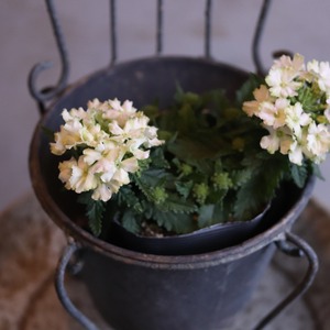 mondimanche 宿根草　バーベナ　ヴァネッサ　ライム｜寄植えにオススメ　長く楽しめるお花です