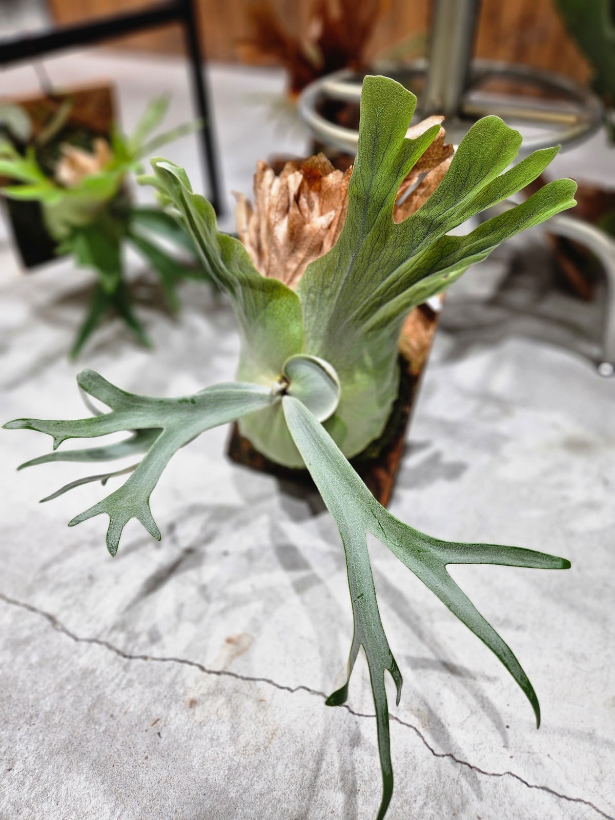 P.willinckii Little Crown sporelings 【artPLANTs/PLANTS GARAGE 
