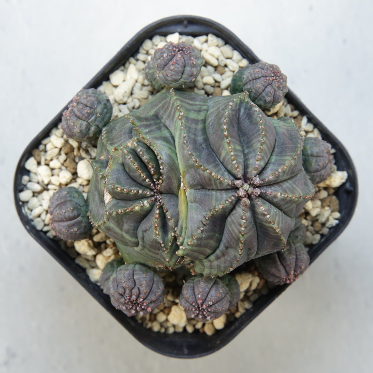 厳選株】最大幅約6.7cm 仔吹き 円扇石化 オベサ / ユーフォルビア