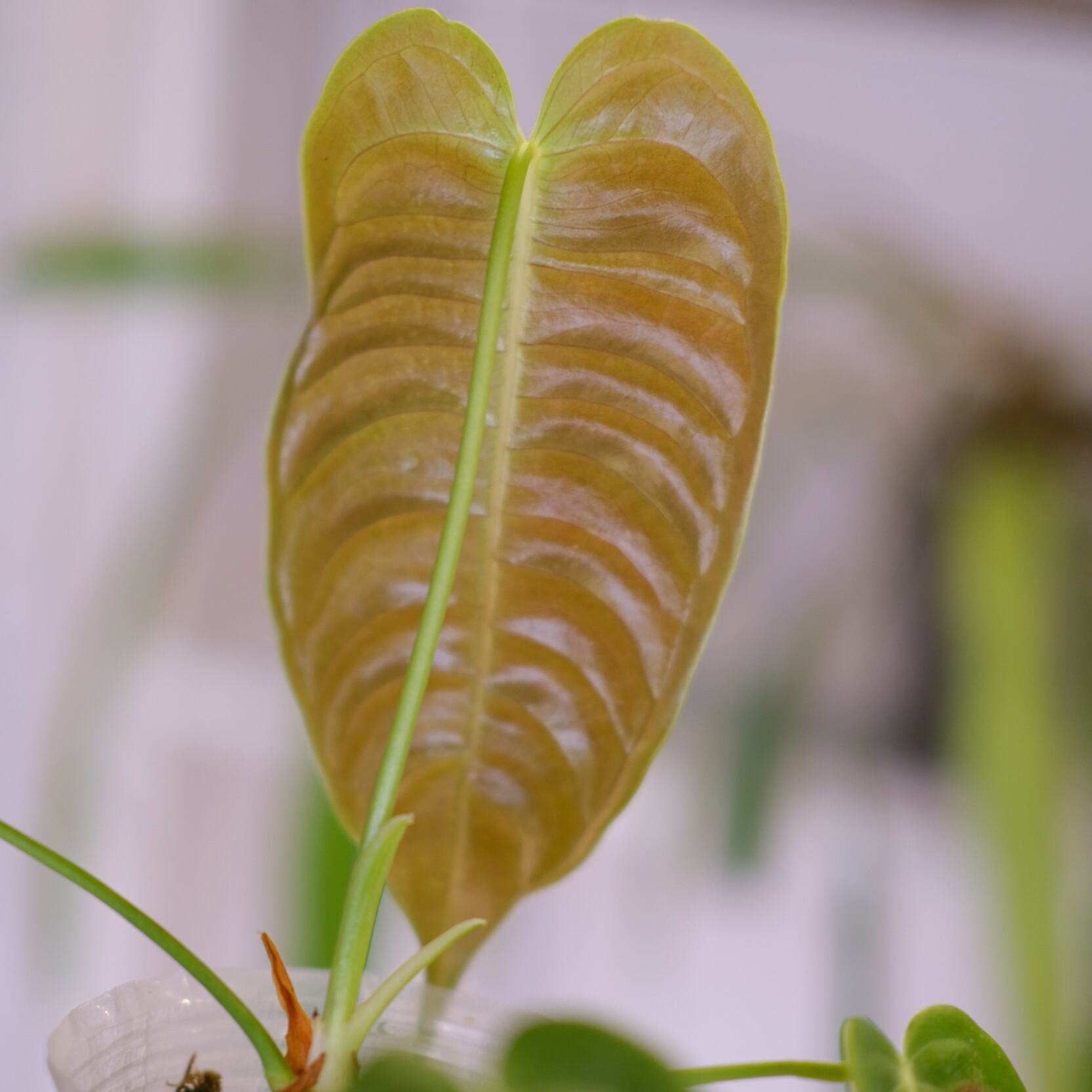 アンスリウム・ベイチー│Anthurium Veitchii②│観葉植物