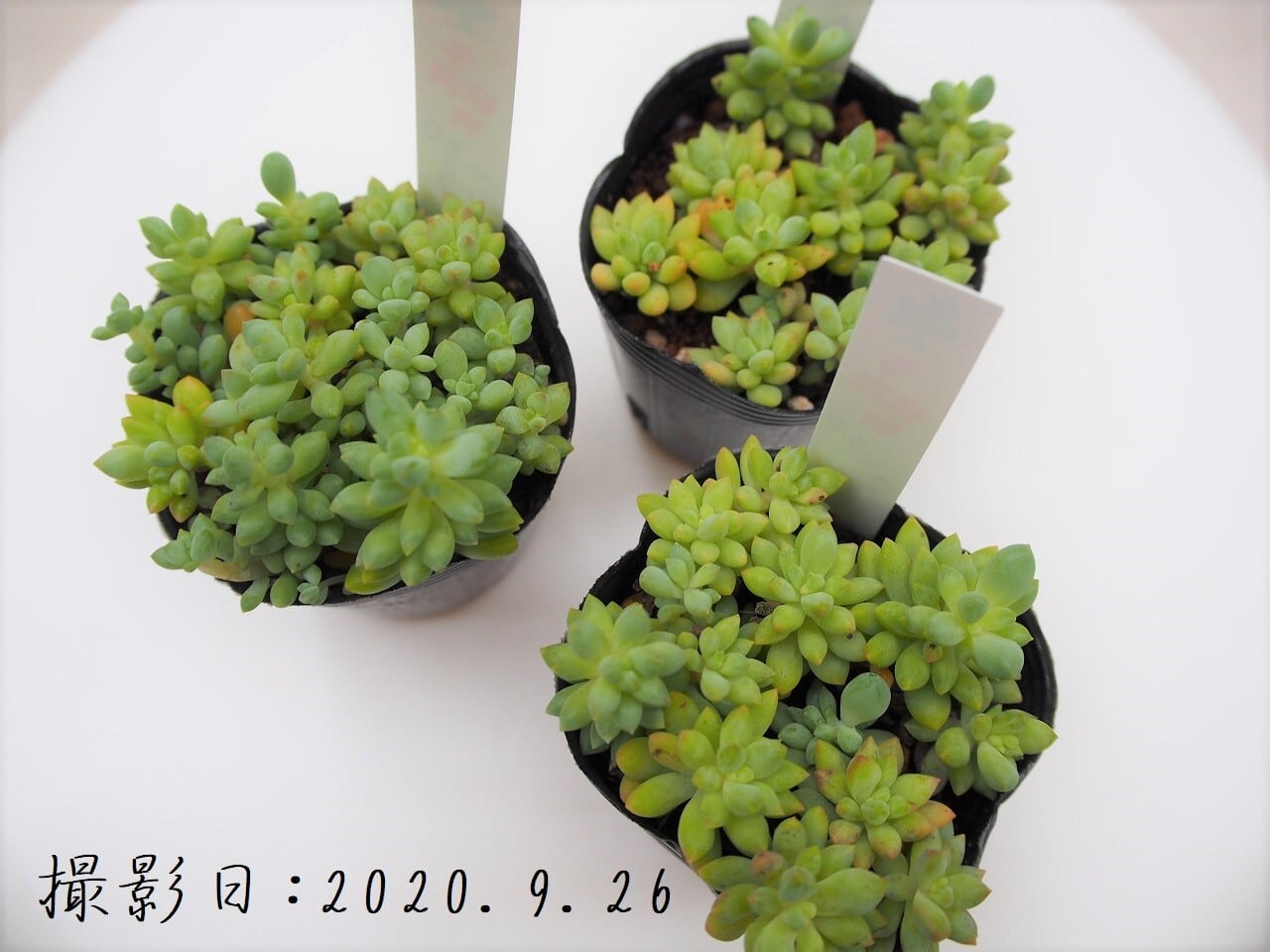 多肉植物 ピンクベリー セダム属 いとうぐりーん 産直苗 2号 多肉植物とガーデン雑貨 Macherie マシェリ 多肉植物 ピンクベリー セダム属 いとうぐりーん 産直苗 2号 多肉植物とガーデン雑貨 Macherie マシェリ