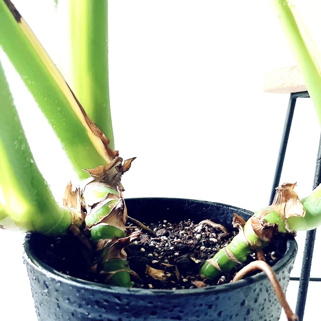 モンステラ ボリュームあり 大葉 観葉植物 calm cafe