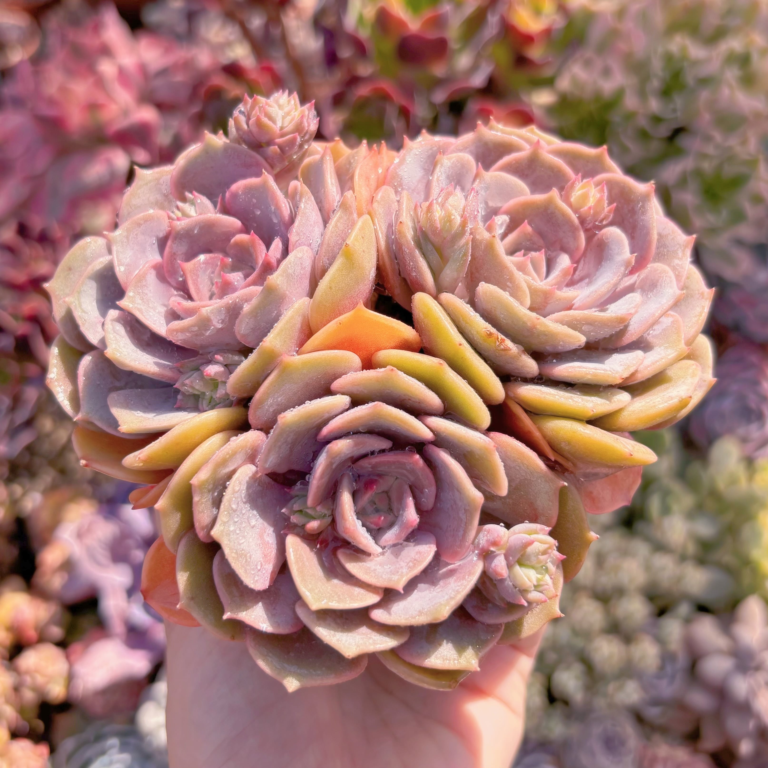 多肉植物 ピンクローラ 群生3頭 新入荷 るる農園 | るる農園