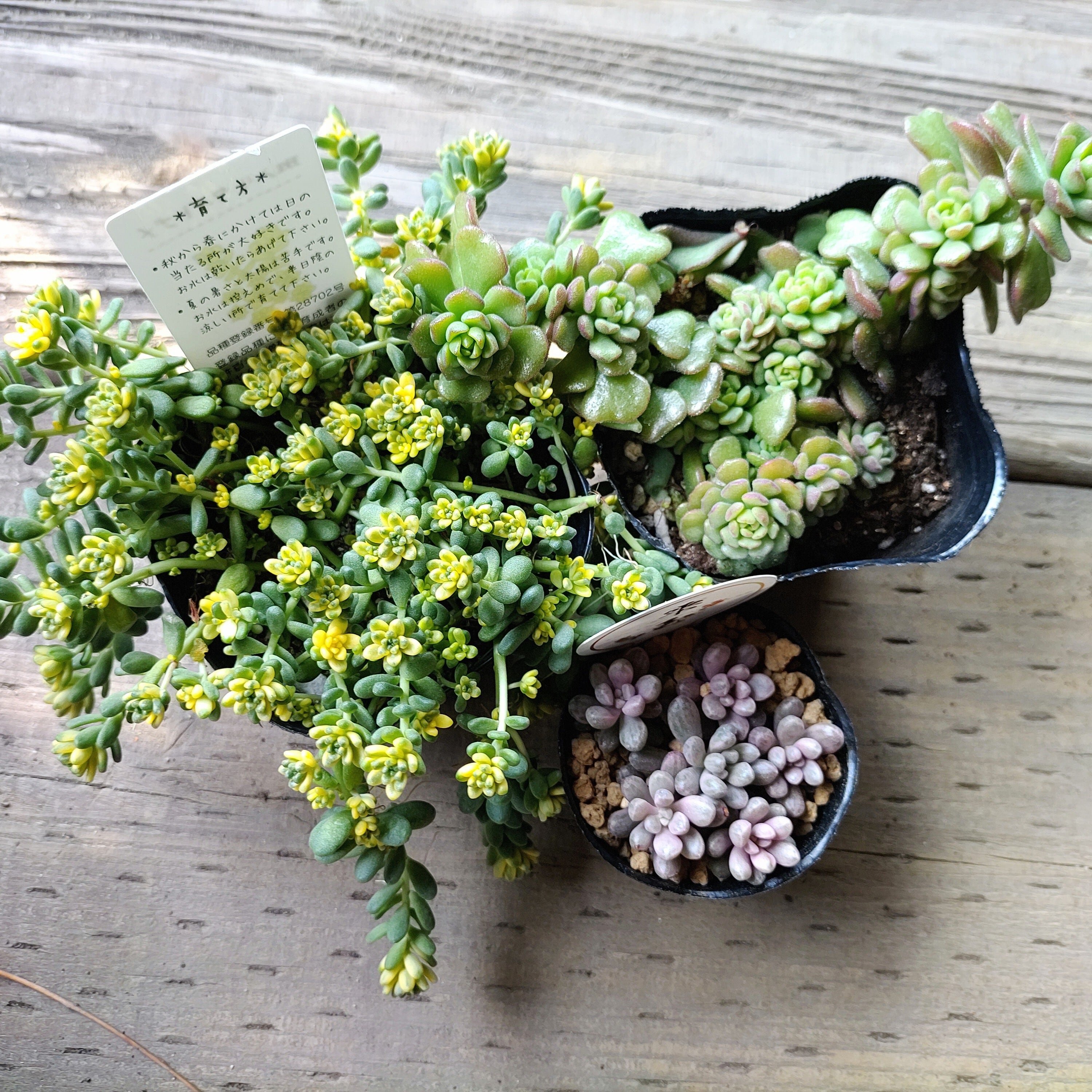 2026年RuPo福袋 | RuPo 多肉植物専門店