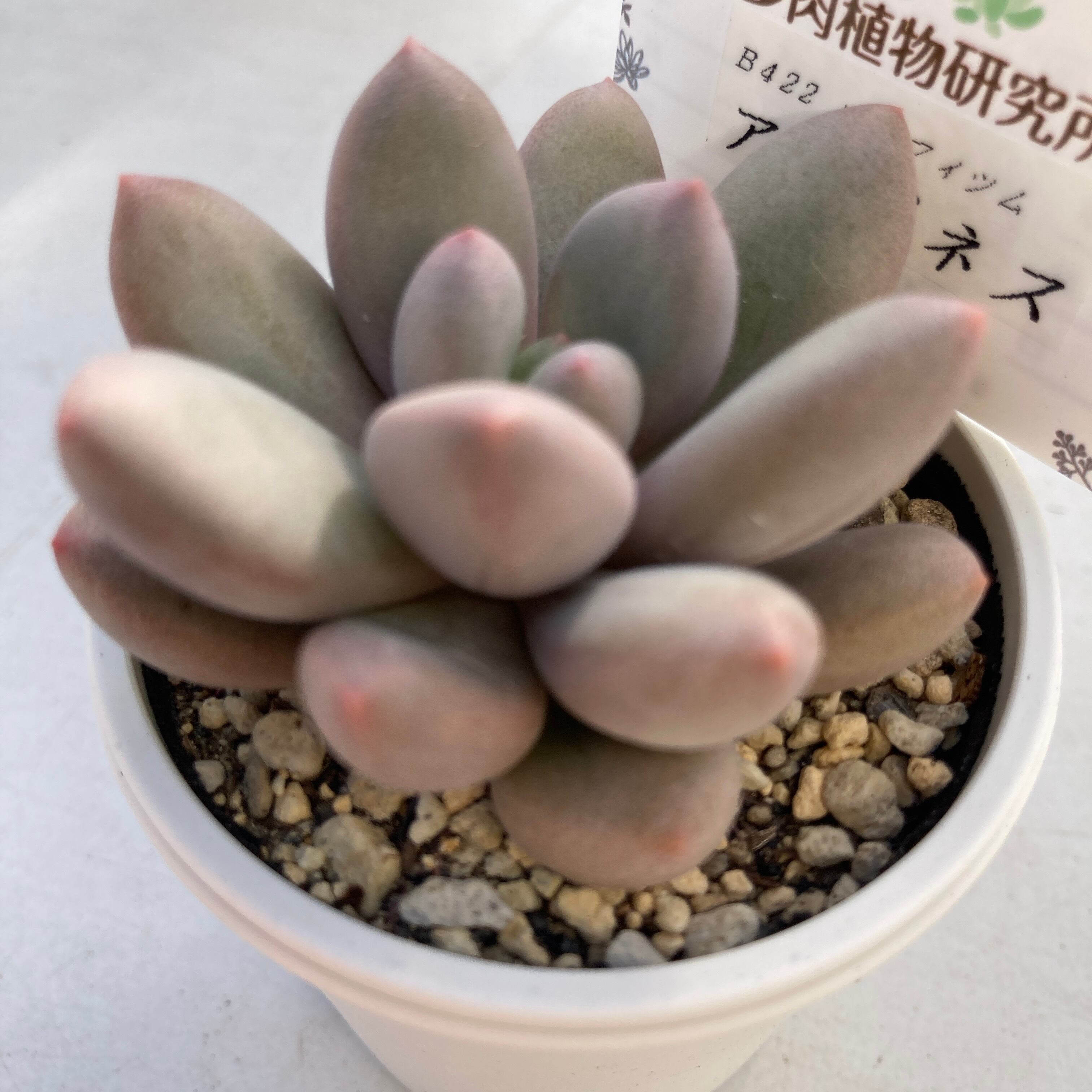 パキフィツム | 多肉植物研究所