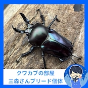 《ニジイロクワガタ 紫紺系 41mm ペア》クワカブの部屋三森氏ブリード個体
