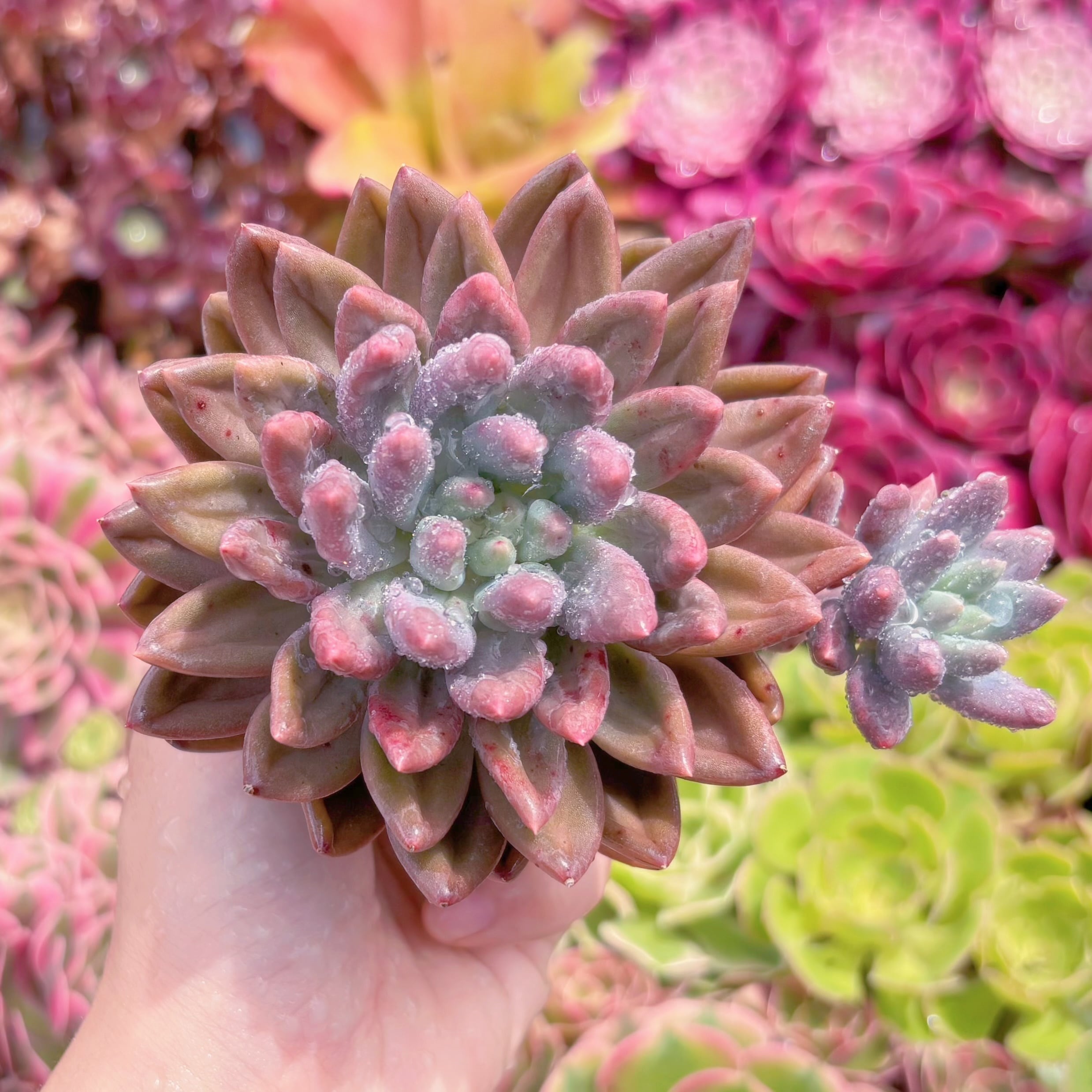 現品　水晶#M251　るる農園