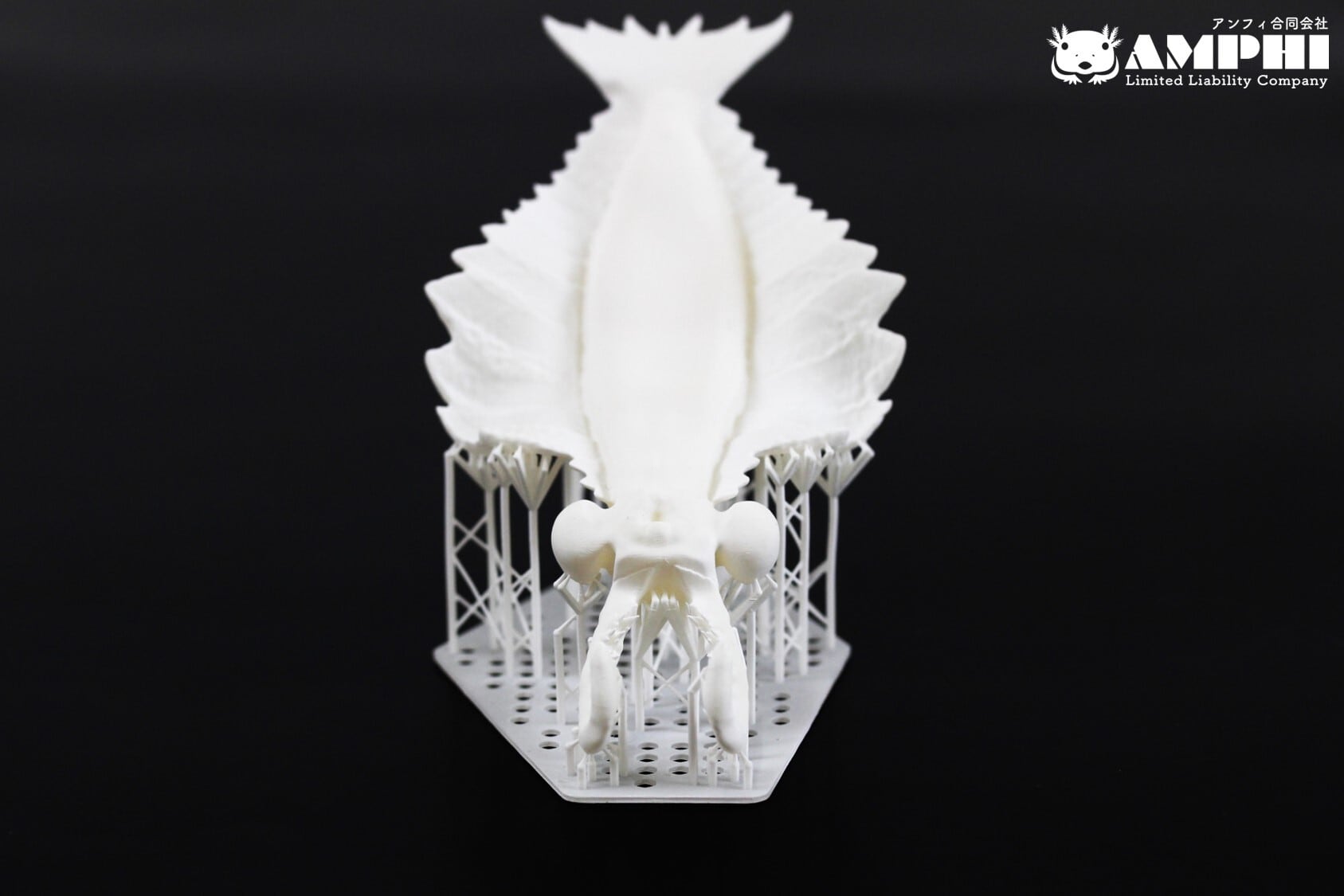 着色なし】アノマロカリス（Anomalocaris）縮小全身模型 | アンフィ