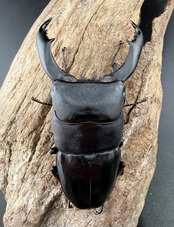 【WF1】《南カマリネスヒラタ 86mm ペア》