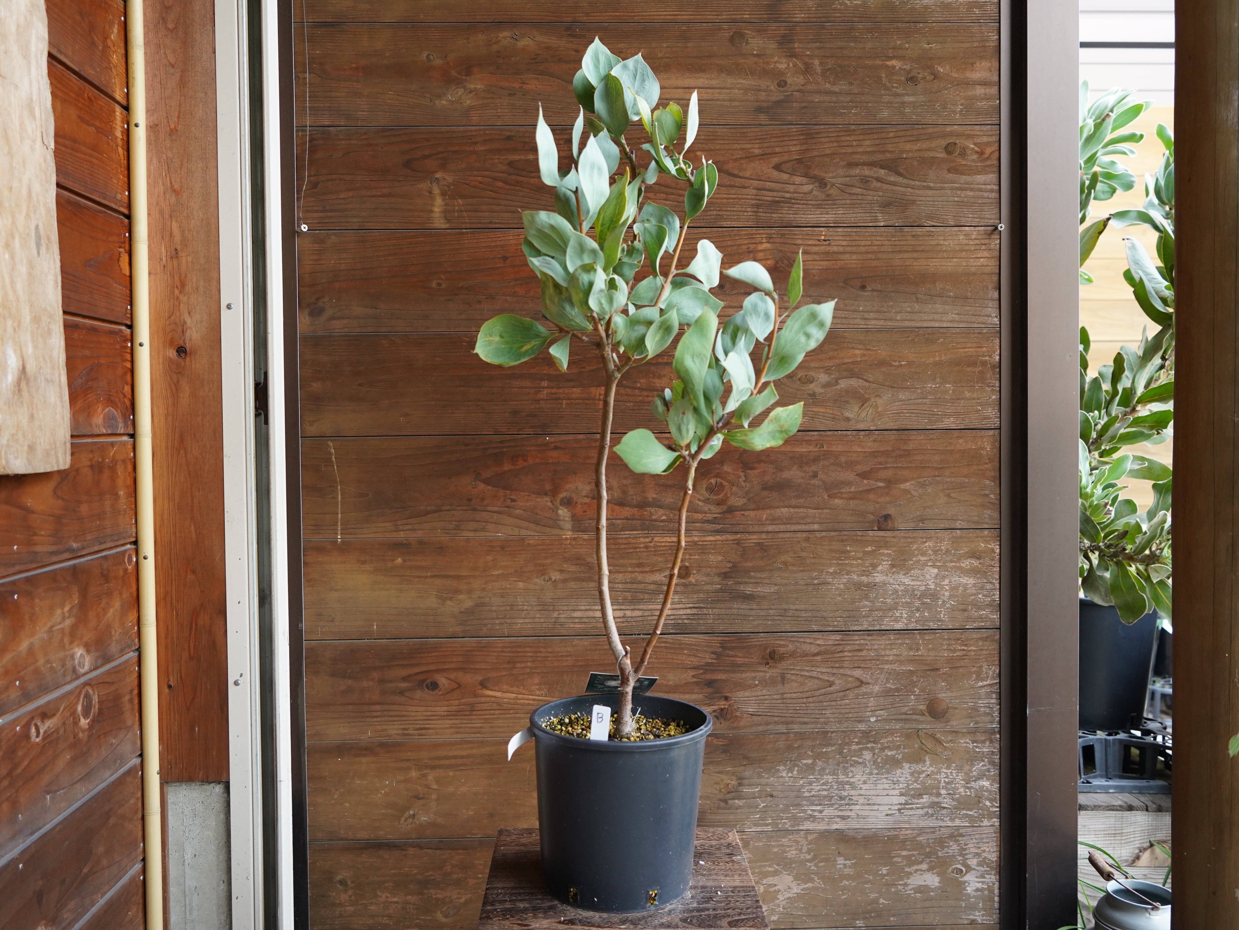 【現物】ハケア　”ペティオラリス”　B