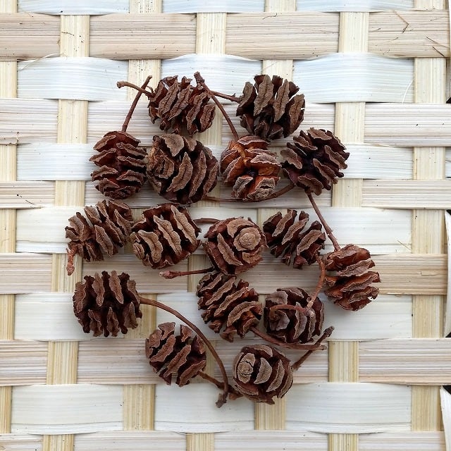 メタセコイア 20g | 木の実通販の shop.木の実