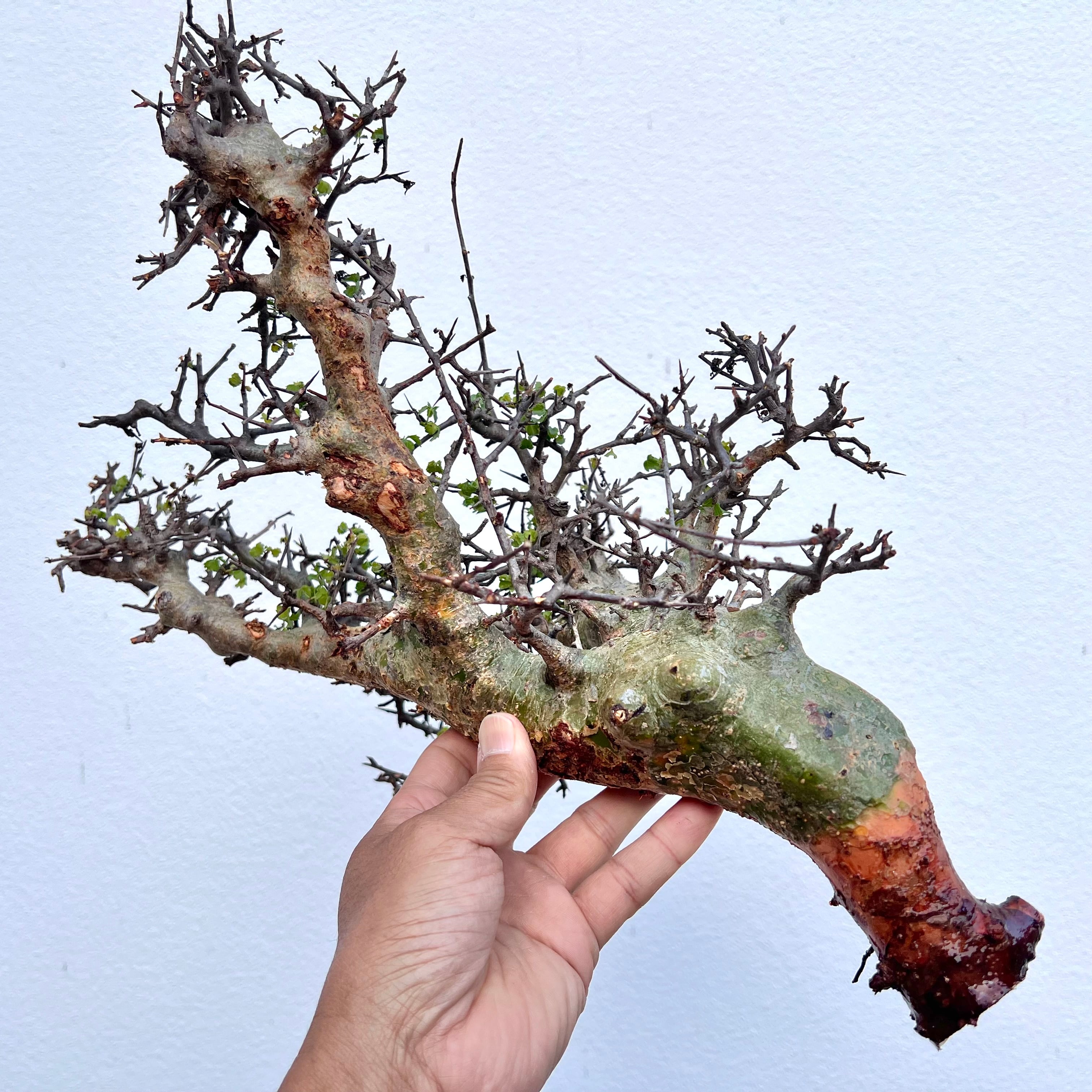 Commiphora cyclophira コミフォラ シクロフィラ 発根済株1 Commiphora cyclophira コミフォラ シクロフィラ 発根済株1