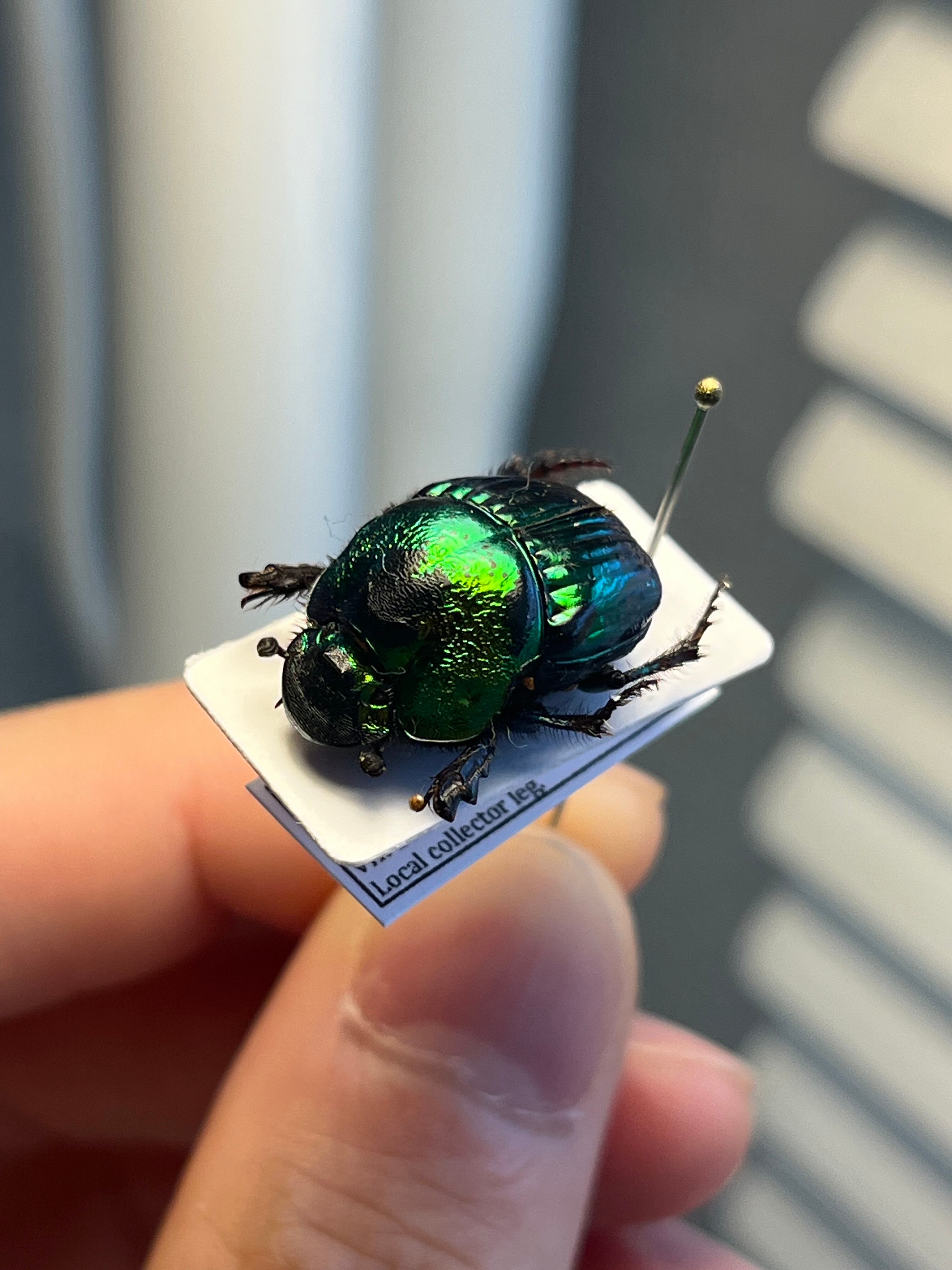 18mm♀】デーモンニジダイコクコガネムシ 糞虫フンチュウフンコロガシ