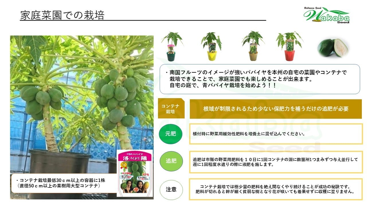 台農2号2本セット」青パパイヤ苗 | wakabaseed