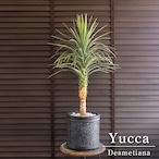 ユッカ デスメティアーナ Yucca Desmetiana 7号 陶器鉢 ヤシ 0613NV